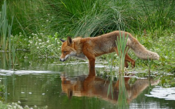Advies aan provincie Gelderland: trek ontheffing voor bestrijding vos in!