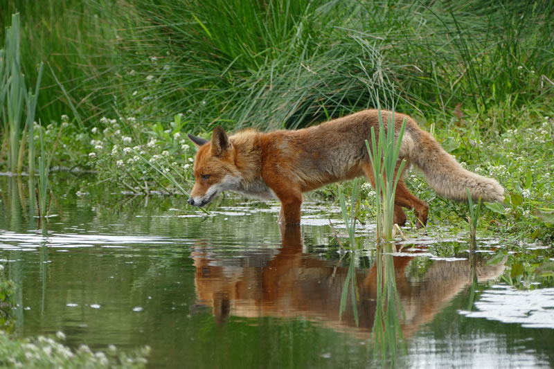 Advies aan provincie Gelderland: trek ontheffing voor bestrijding vos in!