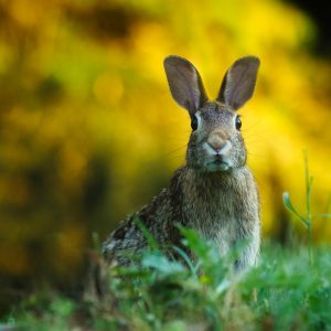 In Zuid-Holland zijn konijnen zelfs ’s nachts vogelvrij