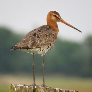 53 miljoen wilde vogels jaarlijks afgeknald