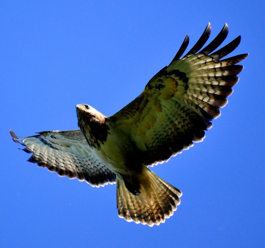 Bekijk Het Eens Door De Ogen Van Een Buizerd Fauna4life