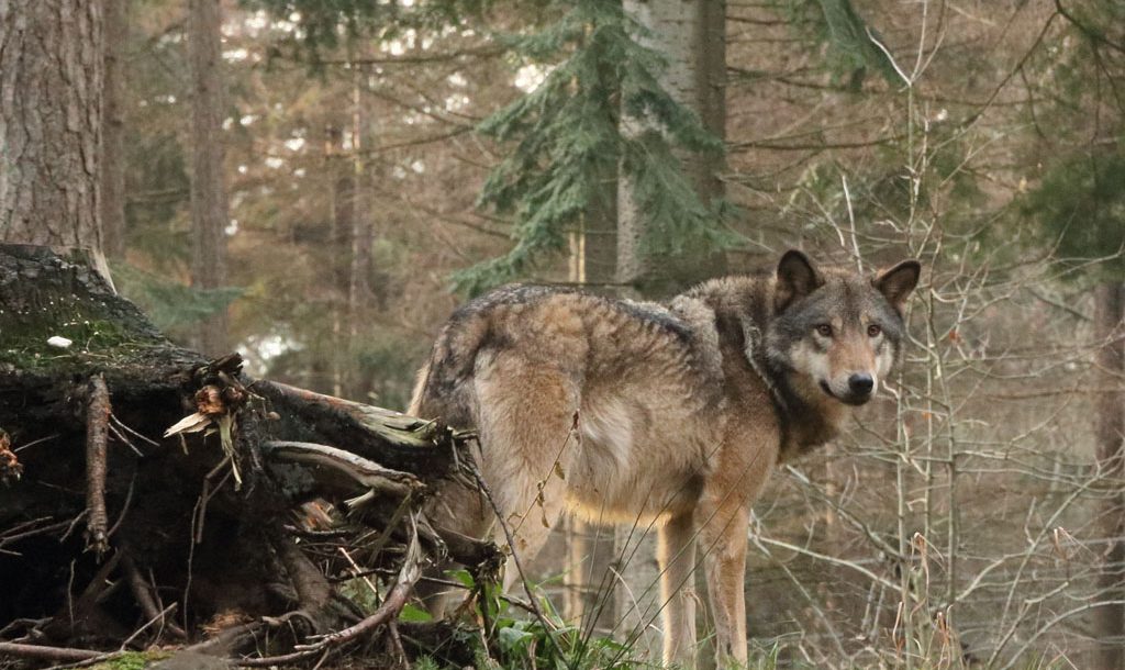Over de wolf in Nederland