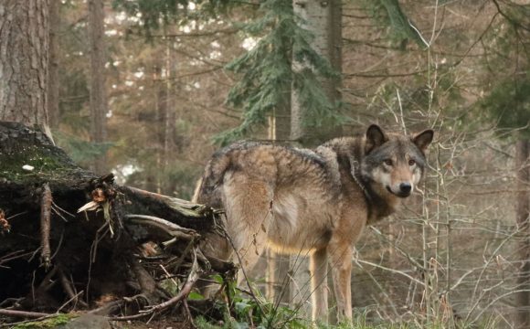 Over de wolf in Nederland