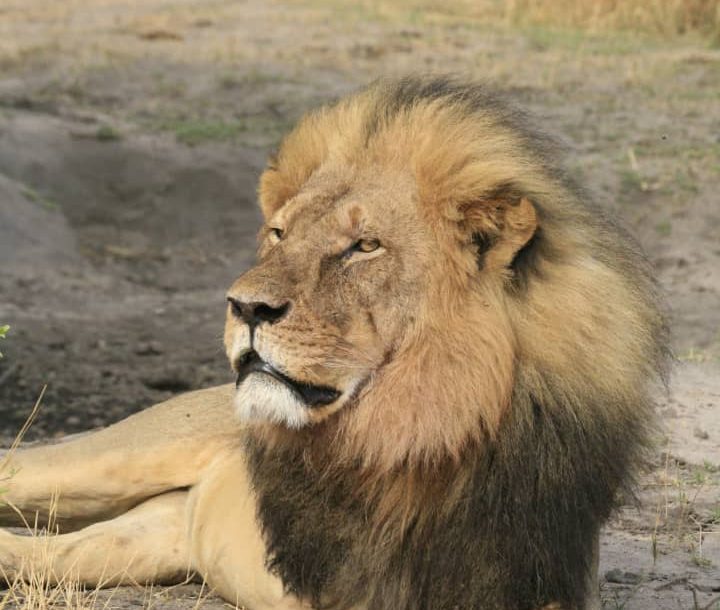 Cecil de leeuw – 5 jaar geleden gedood door een trofeeënjager