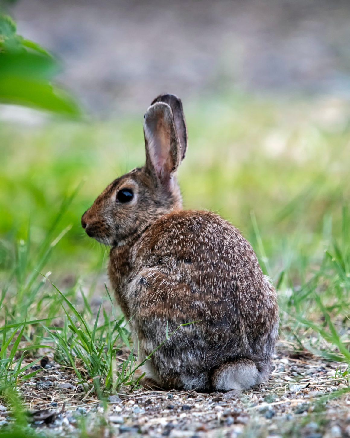 Kort geding tegen Nederlandse staat: zorgen om konijnen