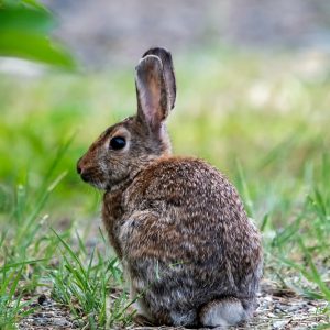 Kort geding tegen Nederlandse staat: zorgen om konijnen