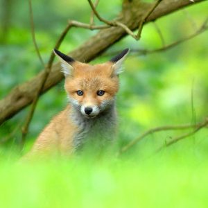 Limburg trekt ontheffing voor afschot vos vanwege predatie hobby vee, in