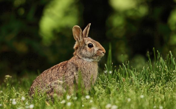 Zuid-Holland staat afschot duizenden konijnen toe
