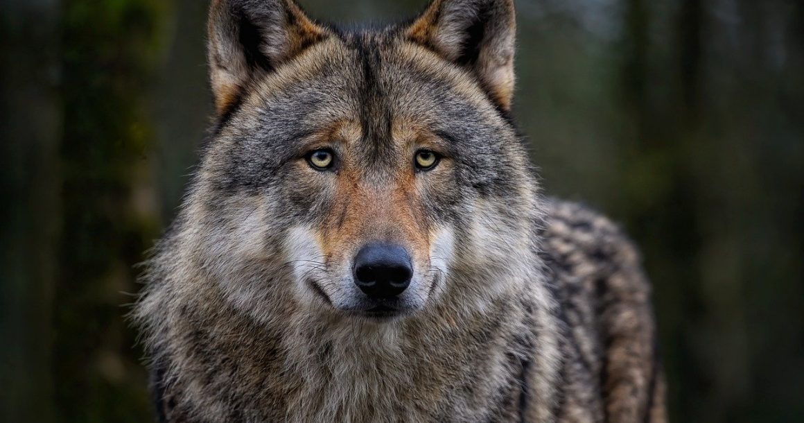 Beschermde status wolf door Europese Hof bevestigd