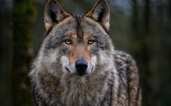 Beschermde status wolf door Europese Hof bevestigd