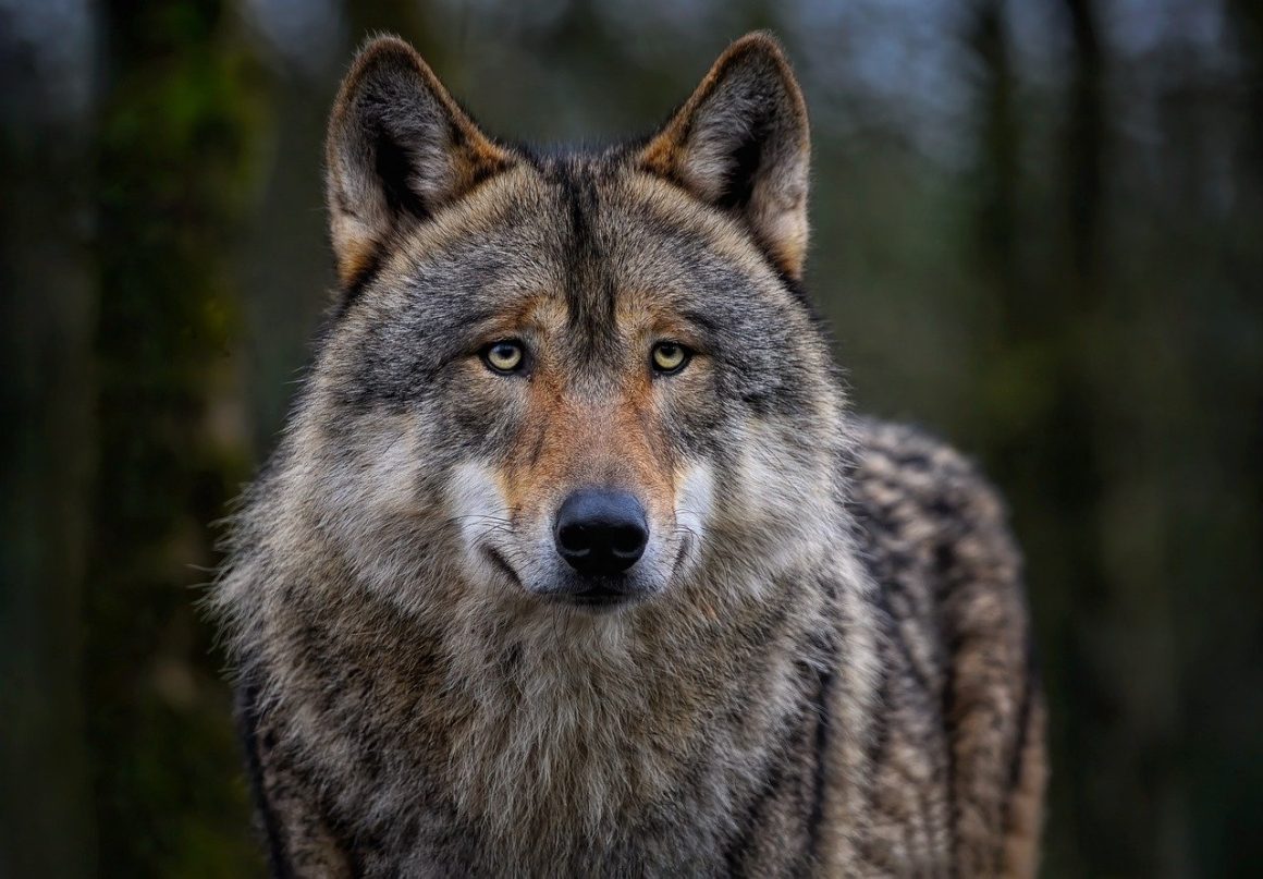 Wolf en mens: respect voor elkaar