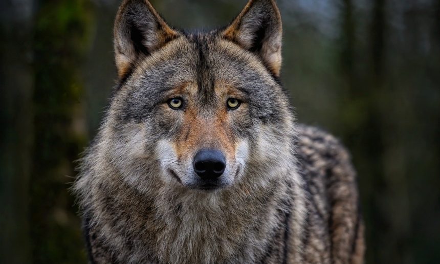 Wolf en mens: respect voor elkaar